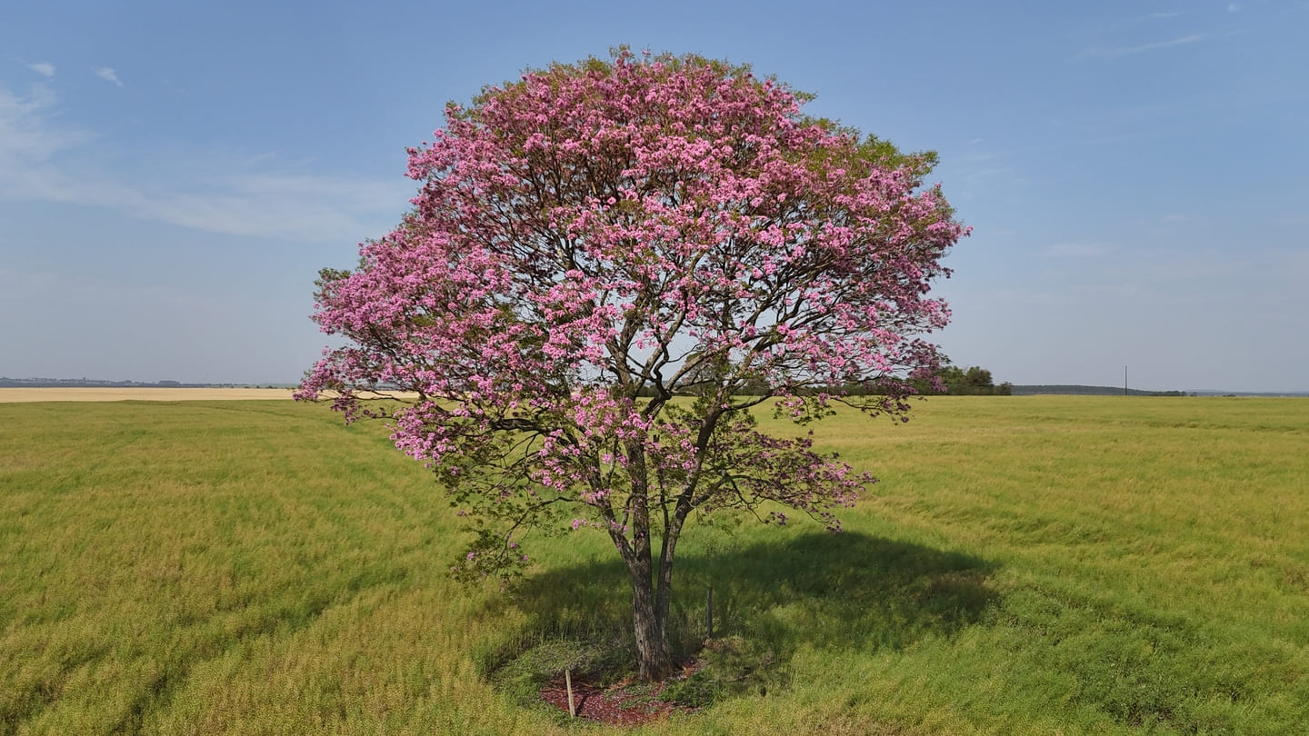Septiembre florece en el campo: comienza el periodo de siembra de soja en Paraguay