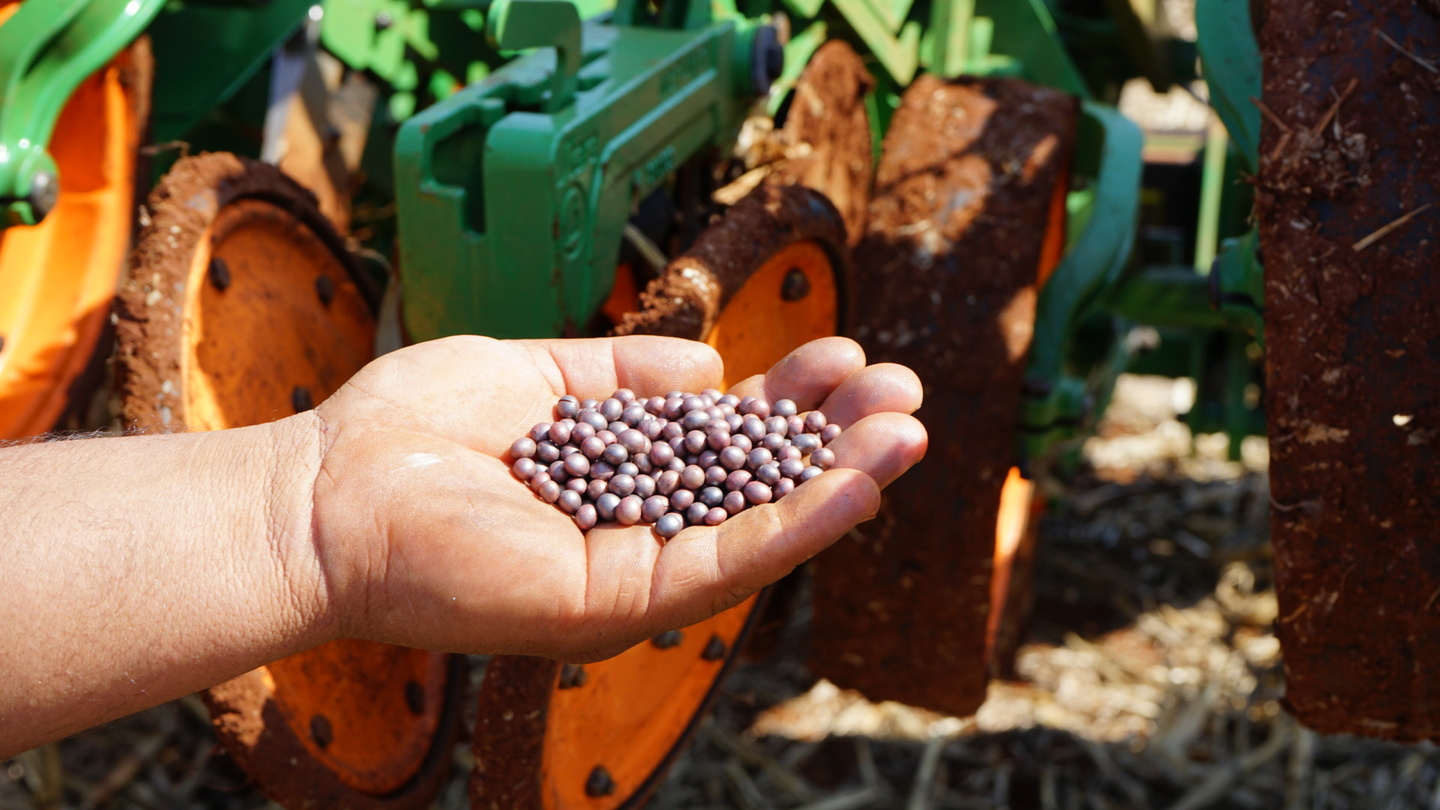 Septiembre florece en el campo: comienza el periodo de siembra de soja en Paraguay